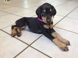 November 14, 2019 election of officers/board right after best in breed pima county fairgrounds, tucson, az december 16, 2019 christmas party scordato's (corner of stone. Puppies Doberman Pets And Animals For Sale Arizona