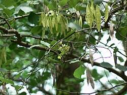 Image result for Dalbergia acutifoliolata