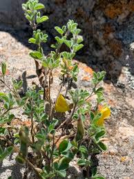 Image result for Dichilus reflexus