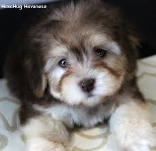 Akc health guarantee, vet checked havanese puppies for sale in ohio, raised with love to be a great family pet. Havahug Havanese Puppies Havahug Havanese Puppies Of Michigan