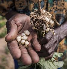 Image result for Vigna multinervis