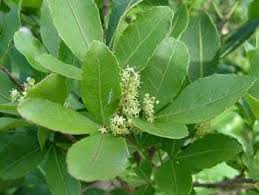 Image result for Searsia natalensis