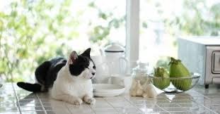 How can i keep my cats off counters and tables? How Can I Get My Cat To Stop Jumping On Counters