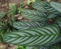 Image result for Halopegia azurea