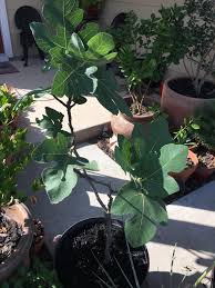 • for more details and a full overview of homedepot dropshipping, click here: Home Depot Trip Wife We Need Air Filtersz Me Baby Fig Tree Moral Of The Story Today We Became Fig Farmers Gardening