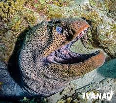 We believe that clients of all types generally want the same things from their professional advisers: Master Of The Coral Reef The Giant Moray Eel Mares Scuba Diving Blog