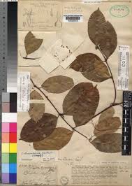 Image result for Orthopichonia cirrhosa