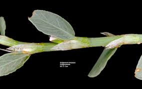 Image result for Polygonaceae