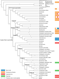 Image result for Cincinnobotrys