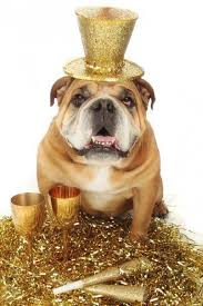 English Bulldog Englishbulldog Bulldogs Breed Dogs Pets Animals Dog Canine Pooch Bully Doggy Newyear Happy New Year Dog Bulldog English Bulldog