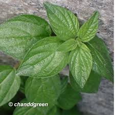 Image result for Pouzolzia parasitica