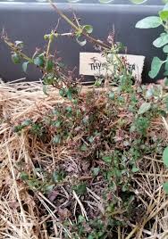 Les traductions tiennent compte du genre grammatical. Thym En Mauvaise Forme Jardins Du Nord Forum Regional Site De Conseils En Jardinage Culture Potager Identification Faune Et Flore Association Jardins Du Nord