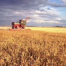 tractor plowing field of wheat