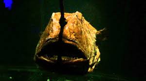 I've been fishing for 35 years and professionally fishing since 2014. captain jeff, from reel innovation sportfishing, estimates the huge fish was approximately seven feet long and 120 pounds. Atlantic Football Fish Youtube