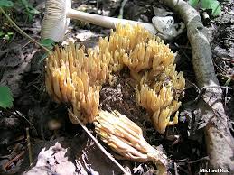 Image result for Ramaria stricta