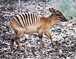 Antelope Mammal Britannica