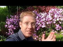 Phlox und Rittersporn (Delphinium)