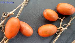 Image result for Cayaponia