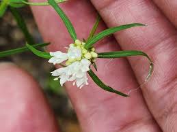 Image result for Spermacoce perennis