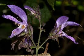 Image result for Brillantaisia cicatricosa