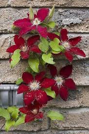 Clematis vines are so versatile that they can be grown on walls, pergolas, frames, containers, or left to scramble through trees and shrubs. Pin On Gardening Stuff I Like