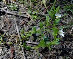 Image result for Montia