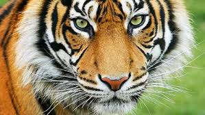 Image result for tiger