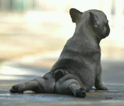 The Real Illustration For An Upward Facing Dog Bulldog French Bulldog Puppies Cute French Bulldog