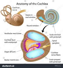 Image result for Cochlea