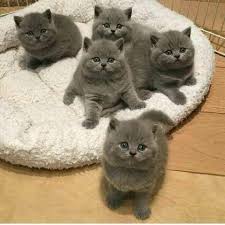 Servet Kucuk In Instagram Gonderisi 7 Sub 2019 12 17os Utc Cute Baby Cats Baby Cats Cute Animals