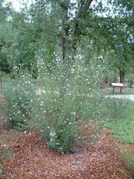 Westringia 'wynyabbie gem' is a hybrid between w. Westringia Wynyabbie Gem Westringia Wynyabbie Gem Plantmaster