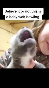 Pin By The Dumb Brunette On Tik Tok In 2020 Cute Animals Pet Life Cute Puppies