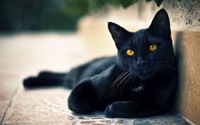 Big Black Cat Yellow Eyes Hd Black Cats Wallpaper Cat Yellow Eyes Pictures Photos Images Black Cat Wallpapers Free Wallpaper Marvel Pics An Cute Black Cats Black Cat Day Yellow Cat