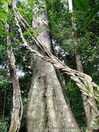 Image result for Erythrophleum