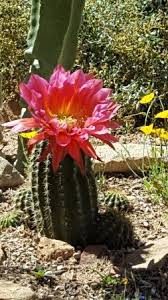 Interpretive displays along the trail and animals in their natural. Pin On Blooms