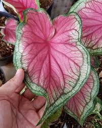Caladium Sweet Heart Caladium Little Garden Cactus And Succulents