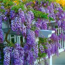 Compare the five most common species below. Wisteria Amethyst Falls Established 5 6ft Tall Vine Garden Plants