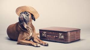 11 Tips For Traveling With Your Pet According To A Veterinarian Mental Floss