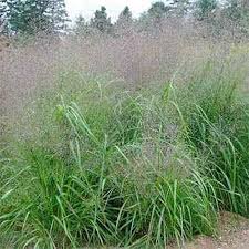 Image result for Eragrostis moggii