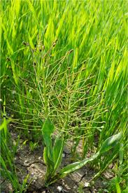 Image result for Andrachne ovalis