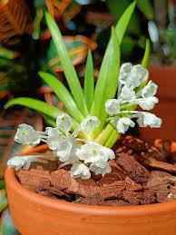 Image result for Podangis dactyloceras