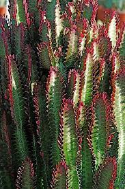 Many cactus flowers are big and beautiful. Euphorbia Trigona Red Leaf Form Euphorbia Planting Succulents Weird Plants