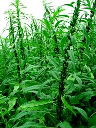 Image result for Sesamum calycinum