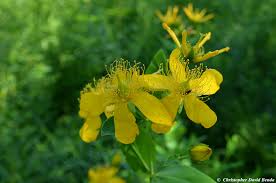 Image result for Hypericum humbertii