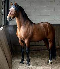 tickled fancy schone pferde pferde spanisches pferd