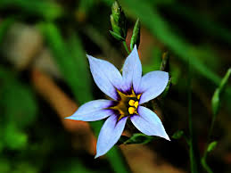 Image result for Iridaceae