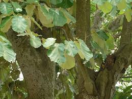 Image result for Pterospermum acerifolium