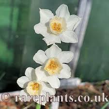 Image result for Cyperus dubius