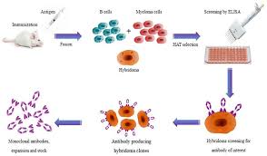 When an antigen having multiple epitopes enters the body polyclonal antibodies used in immunodiagnosis are prepared by immunizing animals (usually these cells cannot remain viable in the cell culture for a long time, so they must be fused with cells that. Illustration Showing The Production Route Of Hybridoma Technology Download Scientific Diagram
