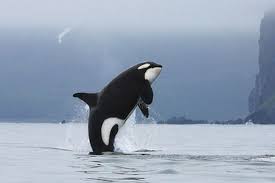 #schwertwal #nahrung #verhalten mehr dazu gibt´s natürlich auf unser #körper kann jod nicht selbst herstellen und ist auf eine zufuhr über die #nahrung angewiesen. Schwertwal Steckbrief Im Tierlexikon Geolino